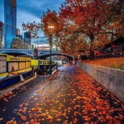 Autumn in Melbourne (Mùa Thu ở Melbourne)