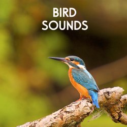 Nhạc Chuông Bird Sound - Tiếng chim hót