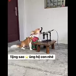 Chó Sủa Theo Beat Nhạc